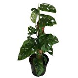 MONSTERA OBLİQUA - Sarmaşık Cins Deve Tabanı 80-100 cm