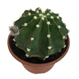 İthal Büyük Boy Kaktüs - Echinopsis Subdenudata (17 cm lik saksıda)