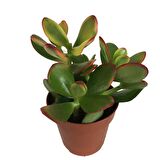 Crassula Ovata Sunset - Para Bitkisi (8,5 luk)