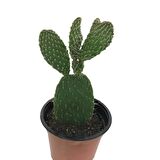 İncir Kaktüs (Opuntia Ovata)