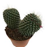 Mammillaria Spinosissima - Büyük Boy (14'lük Saksıda) İthal Ürün