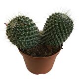 Mammillaria Spinosissima - Büyük Boy (14'lük Saksıda) İthal Ürün