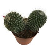 Mammillaria Spinosissima - Büyük Boy (14'lük Saksıda) İthal Ürün