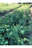 Rosa Damascena Reçellik Isparta Gülü Fidanı 1 Adet 10-20 cm