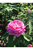 Rosa Damascena Reçellik Isparta Gülü Fidanı 1 Adet 10-20 cm