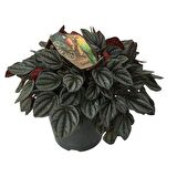 Peperomia Caperata Sunrise 17 cm'lik Saksıda