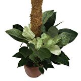 Philodendron Birkin 'White Wave' Kolleksiyonluk Çok Köklü