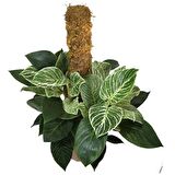 Philodendron Birkin 'White Wave' Kolleksiyonluk Çok Köklü