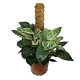 Philodendron Birkin 'White Wave' Kolleksiyonluk Çok Köklü