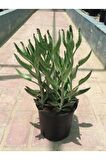 Kalanchoe Daigremontiana Echeveria Aşkın Gözyaşları Çiçeği 15-25 Cm 