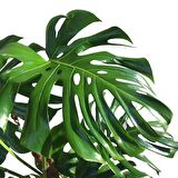 Yosunlu Destek Çubuğu İle Monstera  140 Cm Deve Tabanı