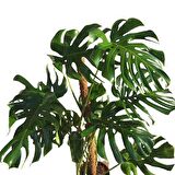 Yosunlu Destek Çubuğu İle Monstera  140 Cm Deve Tabanı