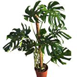 Yosunlu Destek Çubuğu İle Monstera  140 Cm Deve Tabanı