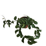 Hoya Compacta '' Hindu Rope'' Mum Çiçeği 80-90 cm