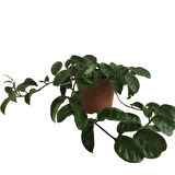 Hoya Compacta '' Hindu Rope'' Mum Çiçeği 80-90 cm