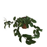 Hoya Compacta '' Hindu Rope'' Mum Çiçeği 80-90 cm