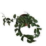 Hoya Compacta '' Hindu Rope'' Mum Çiçeği 80-90 cm