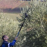 Campagnola Hercules Karbon Zeytin Ve Meyve Hasat Makinesi
