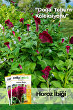 Horozibiği (celosia) Çiçek Tohumu 100 Adet