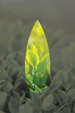 Yeşil Çay Kokulu Geri Akış Tütsüsü Konik Tütsü Green Tea Backflow Incense Cones 10 Adet