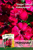 100 Adet Hüsnüyusuf (Dianthus Barbatus L.) Çiçek Tohumu 