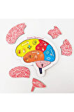 Beynimi Öğreniyorum Ahşap Puzzle - Çocuk Yapboz - 5 Yaş Ve Üzeri Eğitime Yardımcı Oyuncak