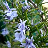 Rosemary Biberiye Fidanı 1 Adet 15-25 Cm Rosemary