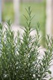 Rosemary Biberiye Fidanı 1 Adet 15-25 Cm Rosemary