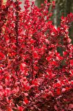 1 Adet Roket berberis fidanı saksılı