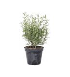  (Rosmarinus officinalis) Biberiye Fidanı 3 Adet 20-30 Cm