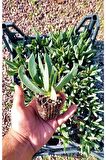 Kaz Ayağı Çiçeği Carpobrotus Acinaciformis Yer Örtücü Bitki