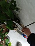 saksılı bodur limon balkon teras yetiştiriciliğine uygun