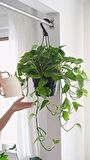 Pothos Sarmaşığı Çiçeği Askılı Saksıda Epipremnum Aureum Bitkisi Potos İç Mekan