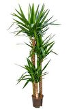 Yucca Dracena 3 Köklü İç Mekan Bitkisi Ofis Bitkisi Salon Bitkisi Tasarım Açılış Bitkisi