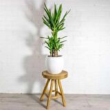 Yucca Dracena 2 Köklü İç Mekan Bitkisi Ofis Bitkisi Salon Bitkisi Tasarım Açılış Bitkisi
