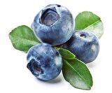 Mavi Yaban Mersini Meyve Fidanı (50-60cm) "Vaccinium myrtillus"  2 Adet