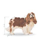 Royal Canin Cavalier King Charles Kuru Köpek Maması 1.5kg