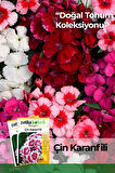  100 Adet Çin Karanfili (Dianthus Chinensis) Çiçek Tohumu