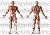 Cakapuzzle  İnsan Kas Anatomisi Puzzle Yapboz MDF Ahşap