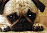 Cakapuzzle  Pug Cinsi Köpek Puzzle Yapboz MDF Ahşap