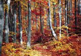 Cakapuzzle  Sonbaharda Orman Puzzle Yapboz MDF Ahşap
