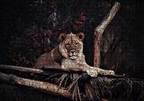 Cakapuzzle  Dişi Aslan Dinleniyor Puzzle Yapboz MDF Ahşap