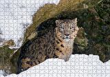 Cakapuzzle  Mağara Ağzında Kar Leoparı Puzzle Yapboz MDF Ahşap
