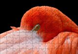 Cakapuzzle  Amerikan Flamingosu Siyah Arka Plan Puzzle Yapboz MDF Ahşap