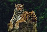 Cakapuzzle  Kütüğün Üzerindeki Bengal Kaplanı Puzzle Yapboz MDF Ahşap