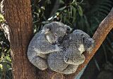 Cakapuzzle  Dalda Koala Kardeşliği Puzzle Yapboz MDF Ahşap