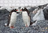 Cakapuzzle  Sevimli Penguenler ve Çakıl Taşları Puzzle Yapboz MDF Ahşap
