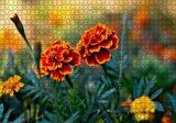 Cakapuzzle  Turuncu Karanfil Çiçeği Görseli Puzzle Yapboz MDF Ahşap