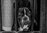Cakapuzzle  Buldog Köpek Irkı Parmaklıklar Ardında Görseli Puzzle Yapboz MDF Ahşap