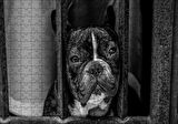 Cakapuzzle  Buldog Köpek Irkı Parmaklıklar Ardında Görseli Puzzle Yapboz MDF Ahşap